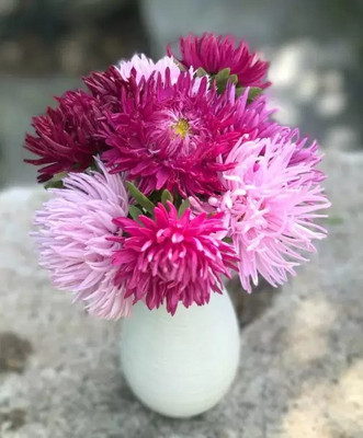 Aro Aster princes Seed(40 per packet)