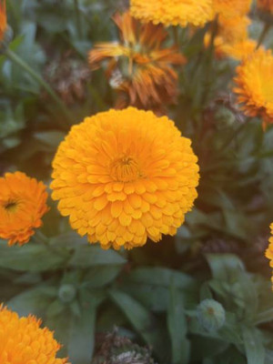 ZIXA marigold,gende ka phool seeds Seed(20 per packet)