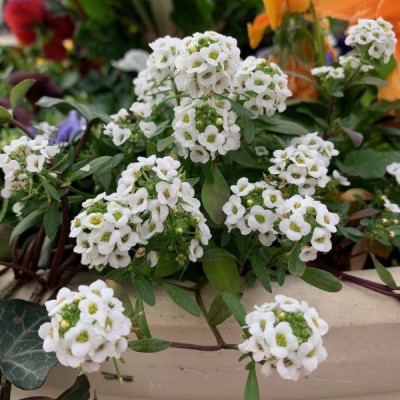 VINGTON Sweet alyssum-Lobularia Maritima(White) Seed(80 per packet)