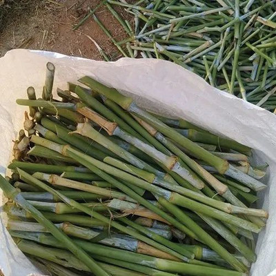 ibains Napier grass stick Seed(10 per packet)