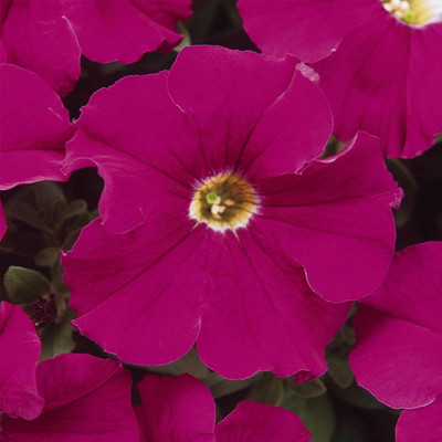 Biosnyg Petunia - Dream Series Flower Garden Seed - Neon Rose[100 Seeds] Seed(100 per packet)
