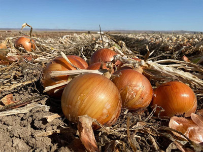 WILLVINE SCI -XII Sweet Spanish Yellow Utah Jumbo Onion [2.5g] Seed(1500 per packet)