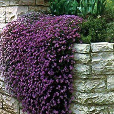 Aywal Exotic Petunia Double Mix Seed(10 per packet)