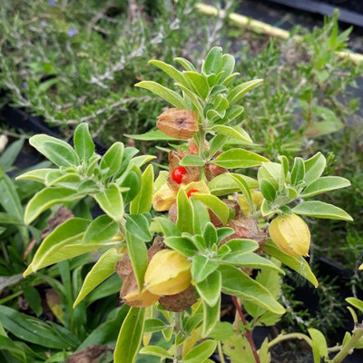 BDSresolve Ashwagandha Seeds uk Pack of 17 Seed(17 per packet)