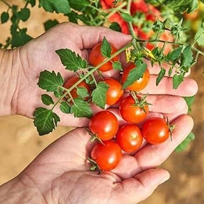 DEYS AGRO ™ cherry tomato seeds hybrid Seed(210 per packet)
