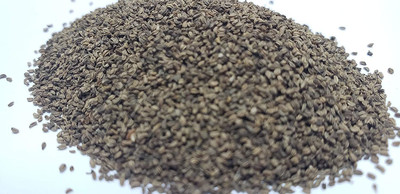 VibeX TLX-41 - Golden Self-Blanching Celery No Strings - (250 Seeds) Seed(250 per packet)