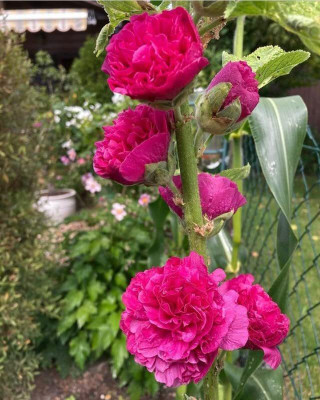 Aywal Hollyhock Seed(70 per packet)