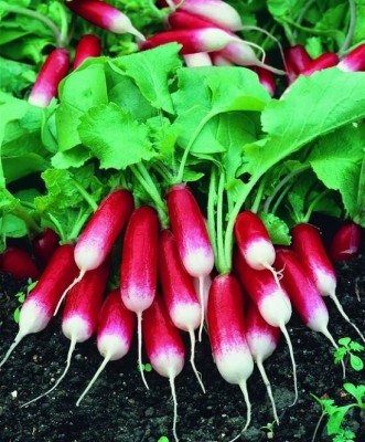 CYBEXIS French Breakfast Radish600 Seeds Seed(600 per packet)