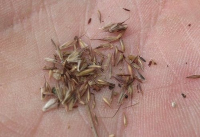 Qualtivate VVI-122 Cochin Grass Mosquito Insect Repellent Seed(500 per packet)
