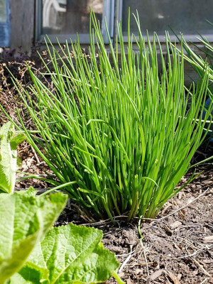 Qualtivate HYB-6A Garlic Chives Seeds Seed(300 per packet)