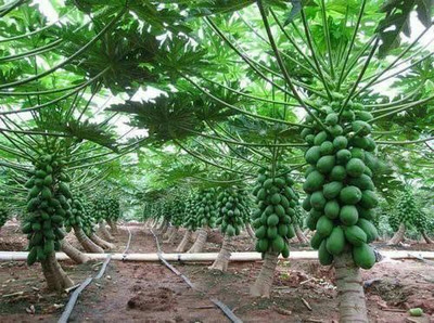 ibains Hybrid papaya seeds Seed(150 per packet)