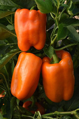 Aro Orange Capsicum, Capsicum, Bell Pepper Seed(14 per packet)