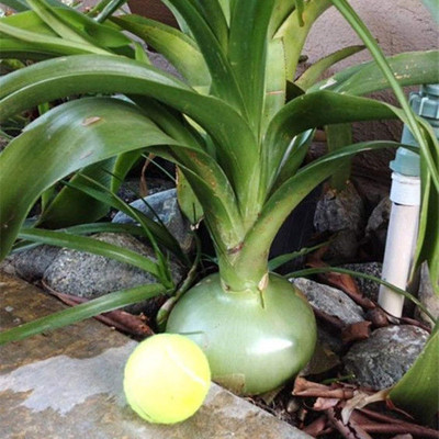 KNESSiN Spanish Giant Onion Seed(200 per packet)
