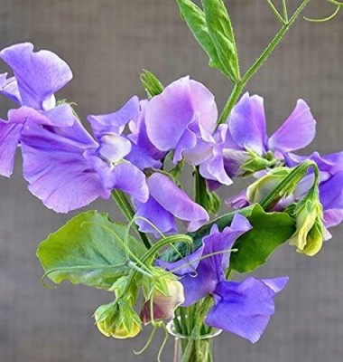 Qualtivate GBPT-1A Sweet Pea Blue Seed(200 per packet)