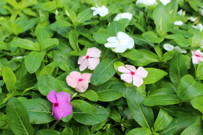 XOLDA Exotic vinca Seed(15 per packet)
