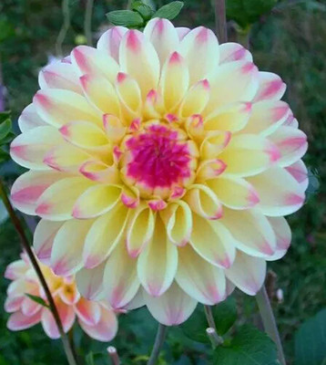 Qualtivate NBIR-413 Beautiful Dahlia Pompon Flower Seeds Seed(50 per packet)