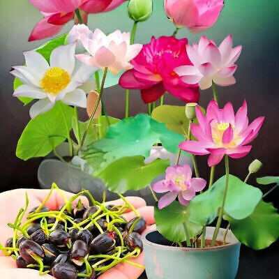 DEYS AGRO ™ japanese micro lotus seeds Seed(17 per packet)