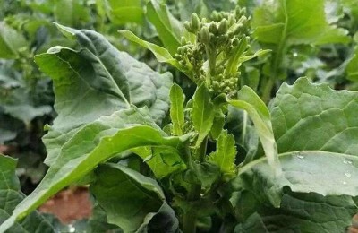 Qualtivate GBPT-2A Spring Rapini, Rabe Broccoli Raab Seed(300 per packet)