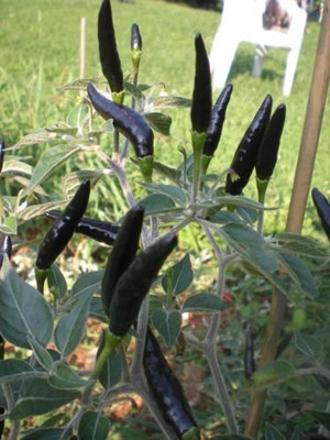 Aywal Ornamental Chilly (Capsicum) Choice Flower Seed(90 per packet)