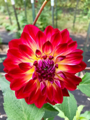 Aywal Dahlia Bonsai Flowers Seeds Multicolour Mixed Seed(20 per packet)