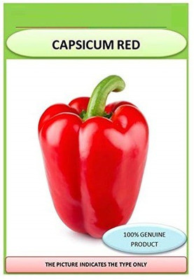 CYBEXIS LX-64 - Premium Hybrid Red Capsicum - (450 Seeds) Seed(450 per packet)