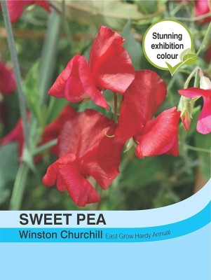 CYBEXIS Flowers - Sweet Pea Winston Churchill Seed(50 per packet)