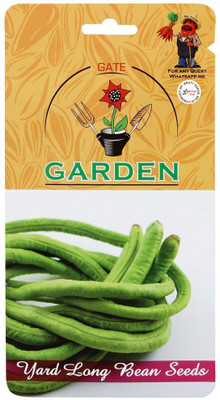 CYBEXIS Yard Long Beans Improved Seed Seed(800 per packet)