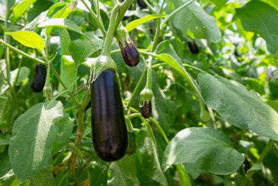 Kodali Hybrid F1 Brinjal Seeds Pack Of 21 Seed(21 per packet)