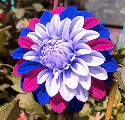 ibains Hybrid dahlia mixed flower seed Seed(22 per packet)