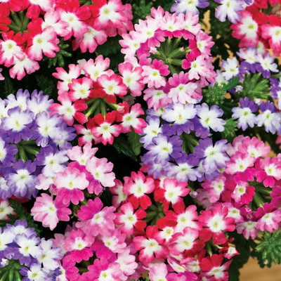 KANAYA Verbewna Mix Seed(15 per packet)