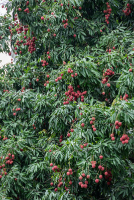MAA LITCHI,LICHEE,LYCHEE Seed(10 per packet)