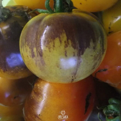 Biosnyg High Germination Yellow Dragon Tomato Seeds For Planting - (1000 Seeds) Seed(1000 per packet)