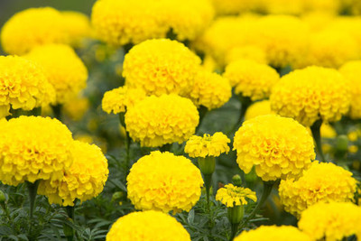 Fiat Powertrain Technologies marigold/gende ka phool flower seeds Seed(25 per packet)