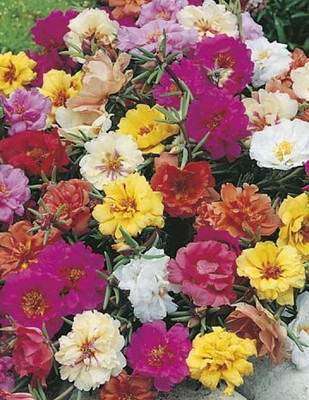 Quentova Portulaca Double Mixed-VXI-22O Seed(75 per packet)