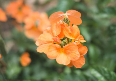 Kritharth Creation kanakambaram-firecracker-crossandra Seed(50 per packet)