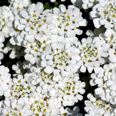 CEZIUS Garden candytuft or globe candytuft Seed(60 per packet)