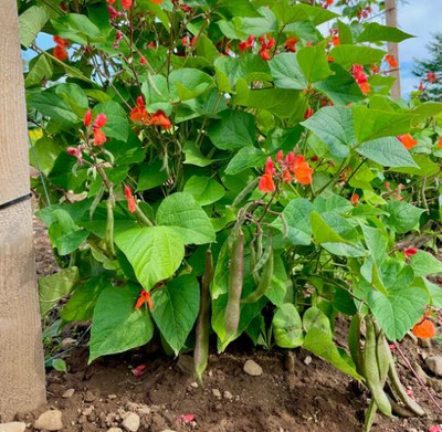 SUPRIKAM RUNNER BEANS/BROAD BEAN/SIM/HYBRID BEANS Seed(100 per packet)