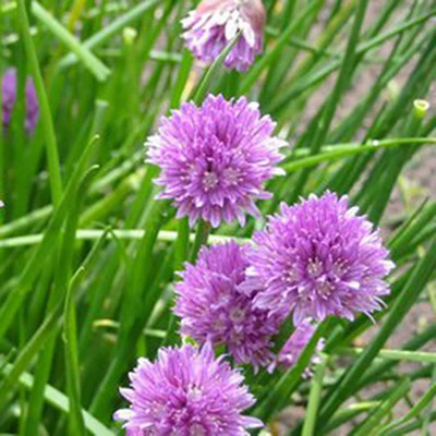 CYBEXIS Productive Annual Chinese Chives Seeds2800 Seeds Seed(2800 per packet)
