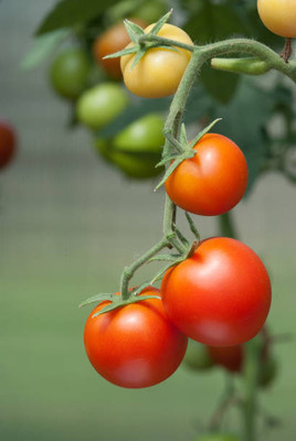 Kritharth Creation tomato Seed(135 per packet)