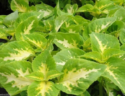 Qualtivate XLR-115 Coleus Seeds Series-jade Seed(100 per packet)