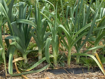 WILLVINE VNR -I Giant Musselburgh Leek Seeds [1g] Seed(750 per packet)