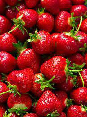XOLDAA HYBRID STRAWBERRY FRUIT SEEDS Seed(141 per packet)