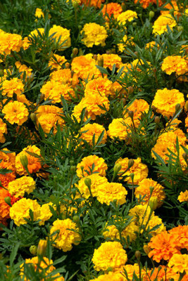mahakal collection marigold/gende ka phool flower seeds Seed(75 per packet)