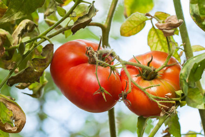 KNESSiN tomato Seed(70 per packet)