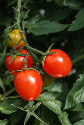 KISHORI CREATIONS tomato Seed(130 per packet)