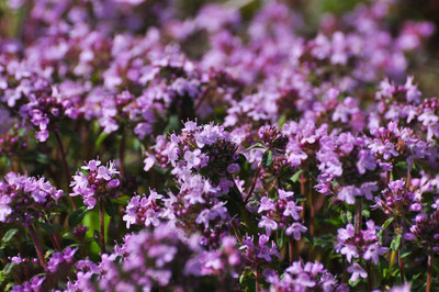 VibeX VXI-87 - Magic Carpet Creeping Thyme - (150 Seeds) Seed(150 per packet)