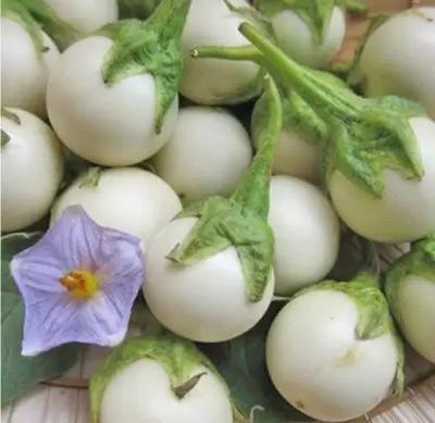 MAA Brinjal white round, Eggplant Seed(26 per packet)
