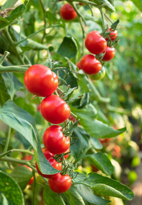 Galaxi tomato Seed(25 per packet)