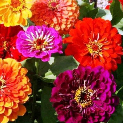 Quentova Zinnia Elegans Mixed-UK-9D Seed(75 per packet)