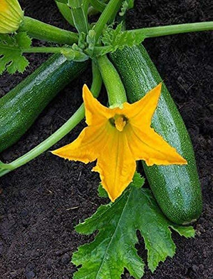 Qualtivate GBPT-1A Summer Squash F1 Hybrid Seed(30 per packet)